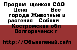 Продам ,щенков САО. › Цена ­ 30 000 - Все города Животные и растения » Собаки   . Костромская обл.,Волгореченск г.